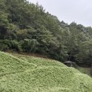 우성면 방문1리 입구 | [청주] 추정리 메밀밭 비오는 날 방문 추천 (25.10.7)_주차, 입장료, 젤라또, 꽃 만개