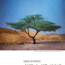 로뎀나무 국민일보