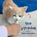 아스클레페이온카페 | 인천 서구 청라 고양이 카페 아스클레페이온 아이들과 갈만한 곳