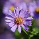 힐링 미니 이미지