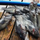 신진좌대 이미지