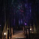 대숲여행 이미지