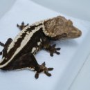 오크포레스트 이미지