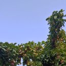 초촌농장 이미지