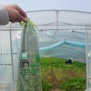 색소폰(기초) | 2026 의령 가례 밭미나리 축제 후기 | 처음해본 미나리 수확체험