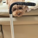 산호애견미용실 | 나도 이제 애견 미용사! 바비온 풋마스터 부분이발기(BCG-13)