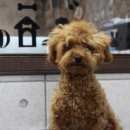 망고네 펫 살롱 이미지