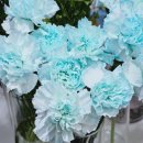 장미마트 이미지