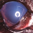 스텔라동물의료센터 이미지