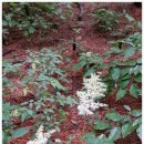 곰배령끝집 이미지