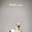 패밀리애견 이미지