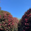남원읍-60 | 제주 2월 동백수목원 아기랑 다녀온 솔직 후기(+2월 18일 기준 개화 현황)