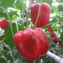 부남농장 이미지