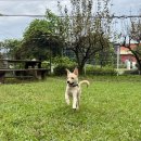 드림애견학교 이미지