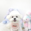 섬댕 강아지 미용실 이미지