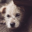 하얀강아지 이미지