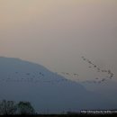 오리천국 이미지