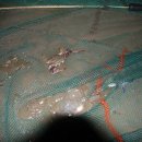 장고도7 이미지