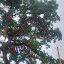 서울시 종로구 조계사 백송과 회화나무 이미지