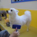 옐레드 애견유치원&애견호텔 대구신월성점 이미지