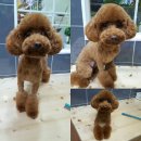 푸른펫살롱 이미지