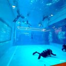 알프스비치 | [대전 프리다이빙] 4월 봄나들이로 다녀온 ‘알프스 다이빙’ 프리다이빙 체험! (내돈내산/장비/시설...