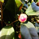 화개마을 이미지