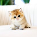 분당고양이분양 고사남 이미지