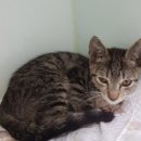 삼산종합동물병원 이미지