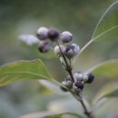 숨비기낭 이미지