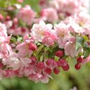 고대1105 이미지