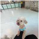 우리유치원 | 천안애견장기호텔 노케이지에서 우리 아이 첫 유치원 체험 후기