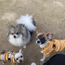 꼬리살랑 이미지