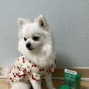 헬로펫 | 헬로마이펫 강아지기관지영양제 급여 후기