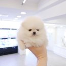 개키우는남자 강아지분양 대구본점 이미지