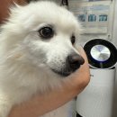 쿨펫 양·한방 동물병원 이미지