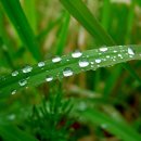 황포돗대 이미지