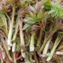 나물숲향기 이미지