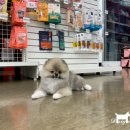 올댓그루밍 앤 퍼스널트리머 이미지