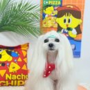 나나애견미용 | 광주 쌍촌동 말티즈미용 나나 &amp; 봄 판타롱 미용 후기❤️