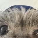 박영우안과동물병원 이미지