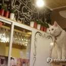 CATS TIME CAFE 이미지