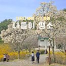 대전광역시서구 유등노인복지관 | 인생샷 가득! 봄에 가기 좋은 대전 나들이 명소 BEST 5