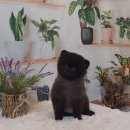 파라다이스펫 살롱 이미지