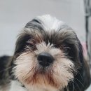 요크독애견샵 이미지