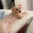 애견# | 동삭동 캉스펫 애견미용 후기 감자 빡빡이 된 이유