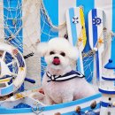 예쁘개 | 부천애견미용 잘하는 곳, 오늘예쁘개 상동점 리얼 후기