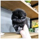 아이러브 독 이미지