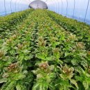 해복농장 이미지