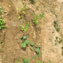 아양농장 이미지